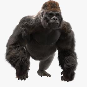 3D Lowland Gorilla Fur (Rigged)